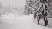 Climate Change Snow GIF by GIPHY News