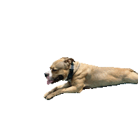 Big Dog Sticker by Weld Realty