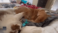 Dazed-Looking Cat Gazes at Napping Dog While Giving Him a Massage