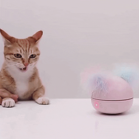 KittyNook giphyupload GIF