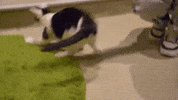 Cat Cafe GIF by Wired Productions
