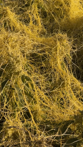 Jacobmargolis giphyupload GIF