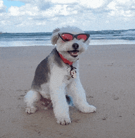 Summer Beach GIF