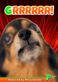 Angry Taylor GIF by PetJuvenate - PJ