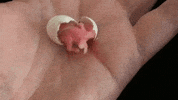 bird searching GIF