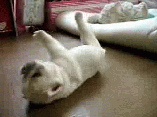 roll over GIF