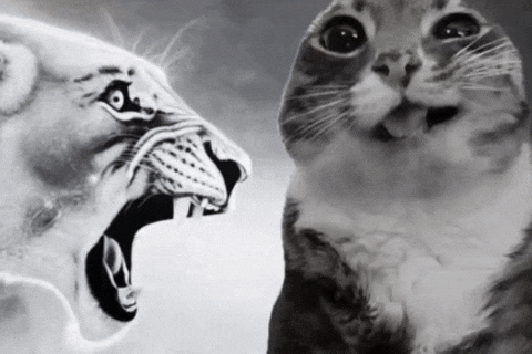 Cat Reaction GIF