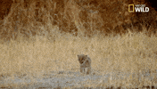 big cat week battle for the pride GIF by Nat Geo Wild 