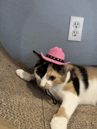 Cat GIF