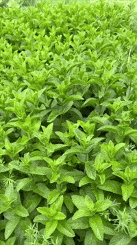 Pride Grow GIF