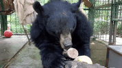 moon bear vietnam GIF