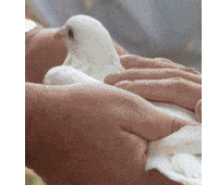dove GIF