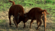 symphony for our world GIF by Nat Geo Wild 