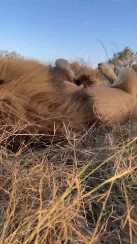 cuteanimalland giphyupload GIF