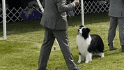 Border Collie Dog GIF by Westminster Kennel Club