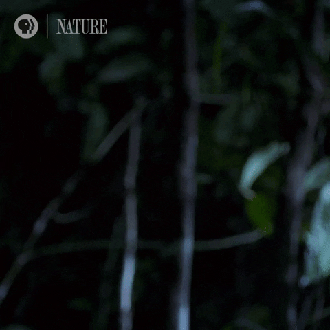 Pbs Nature GIF by Nature on PBS