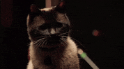 hungry season 2 GIF by Portlandia