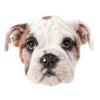 sad butler bulldogs Sticker by Butler University