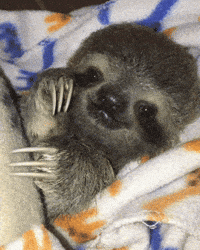 clapping sloth GIF