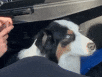 Aldo De Nigris Dog GIF