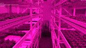 agrinovusin agriculture indiana ag agtech GIF