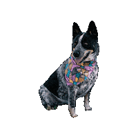 Cattledog Sticker by Geekster Pets