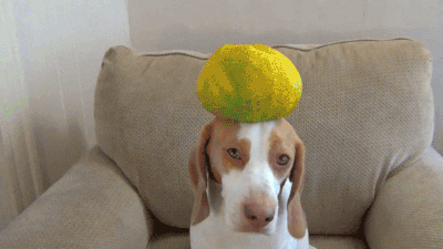 dog fruit GIF
