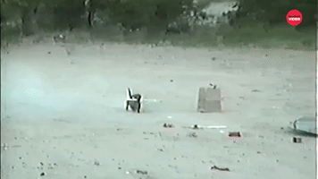 Dog With Explosives