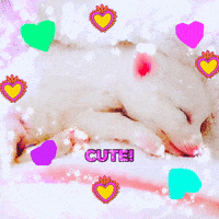 fox adorable GIF