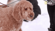 doggie winter wonderland pupparazzi GIF by Nat Geo Wild