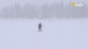 doggie winter wonderland pupparazzi GIF by Nat Geo Wild