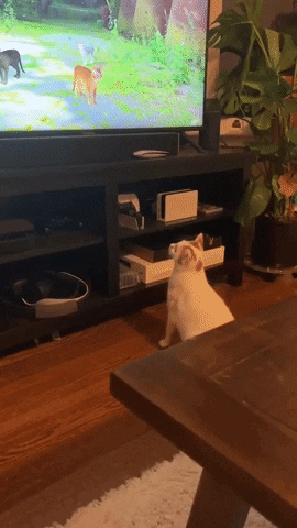 timoff91 giphyupload GIF