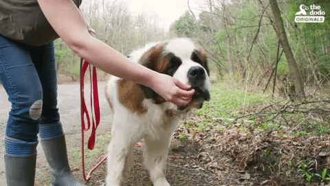 dog GIF by The Dodo