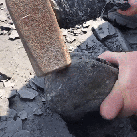 fossil GIF