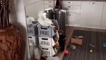 Cockatoo Performs Silly Shake Dance for Her Reflection