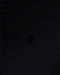 Vasco GIF