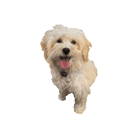 Puppy Luna Sticker by Angel Competition Bikinis