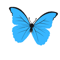 Butterfly Insect Sticker by entomologando