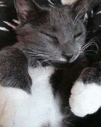 cat naps GIF