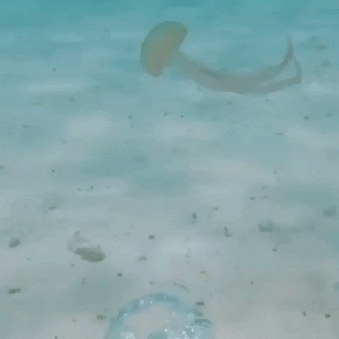 GifVif giphyupload jellyfish vs air ring GIF