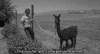 black and white tina GIF