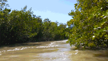 boat everglades GIF by University of Florida