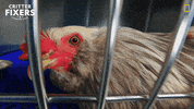 National Geographic Reaction GIF by Nat Geo Wild