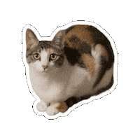 Cat Cutie Sticker