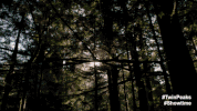Twin Peaks Part 14 GIF by Twin Peaks on Showtime