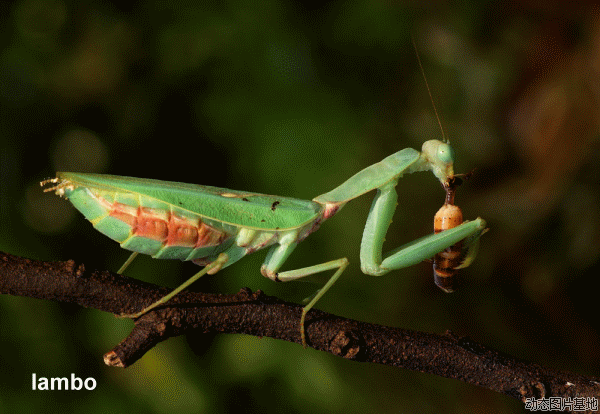 master mantis GIF