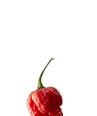 GraceFoods_UK hotsauce sauces saucey chillisauce Sticker