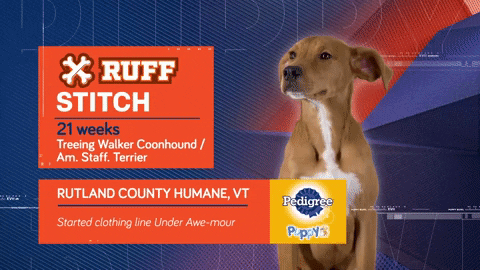 Animal Planet GIF by Puppy Bowl
