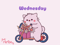 Cat GIF by Pembe