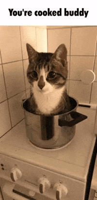 Cat Pot GIF